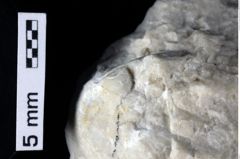 Foto (Detailansicht) von Cracensigillatus acutirostris (Moericke, 1889) (NHMW-GEO-1990-0041-0386)